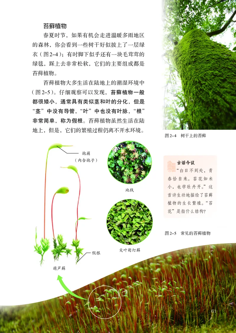 人教版7年级生物上册高清教材_4-教培资料-26年最新资料-同步更新_初中高中教资_03科三专项（进去保存报考的学科即可）_02科三专项（笔记真题思维导图教学设计版本二）