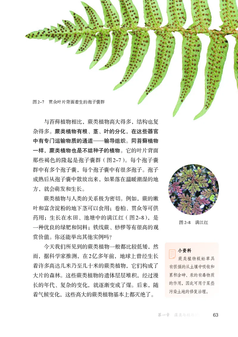 人教版7年级生物上册高清教材_4-教培资料-26年最新资料-同步更新_初中高中教资_03科三专项（进去保存报考的学科即可）_02科三专项（笔记真题思维导图教学设计版本二）