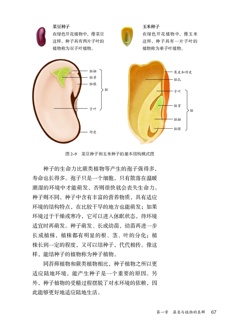 人教版7年级生物上册高清教材_4-教培资料-26年最新资料-同步更新_初中高中教资_03科三专项（进去保存报考的学科即可）_02科三专项（笔记真题思维导图教学设计版本二）