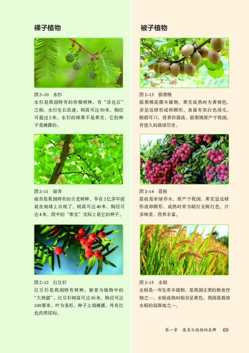 人教版7年级生物上册高清教材_4-教培资料-26年最新资料-同步更新_初中高中教资_03科三专项（进去保存报考的学科即可）_02科三专项（笔记真题思维导图教学设计版本二）