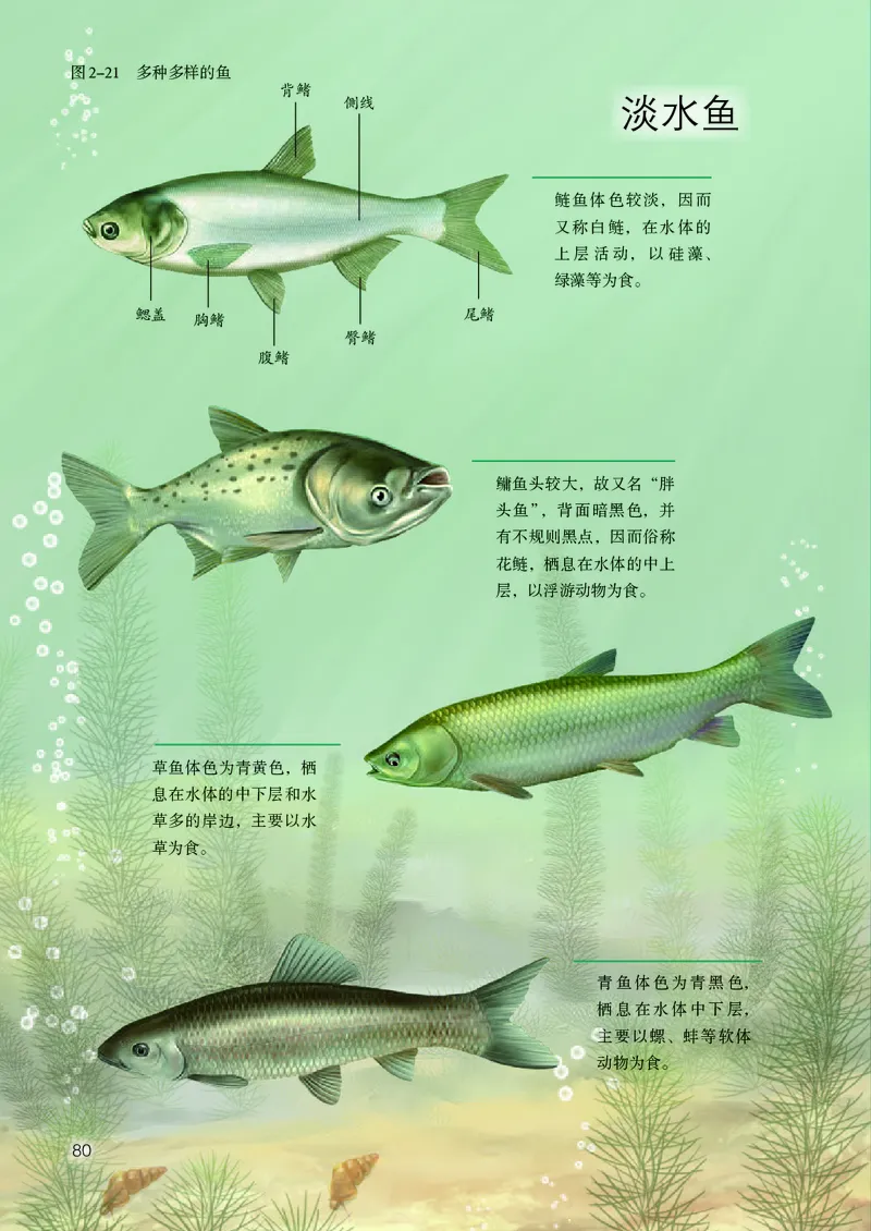 人教版7年级生物上册高清教材_4-教培资料-26年最新资料-同步更新_初中高中教资_03科三专项（进去保存报考的学科即可）_02科三专项（笔记真题思维导图教学设计版本二）
