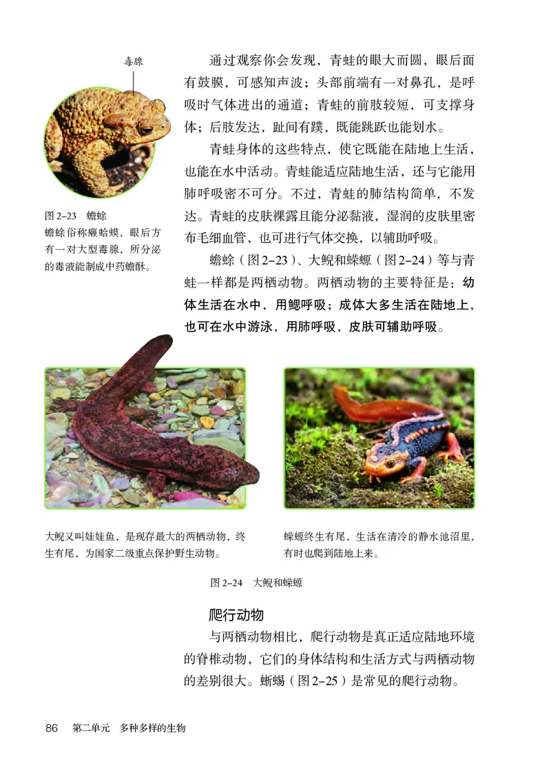 人教版7年级生物上册高清教材_4-教培资料-26年最新资料-同步更新_初中高中教资_03科三专项（进去保存报考的学科即可）_02科三专项（笔记真题思维导图教学设计版本二）