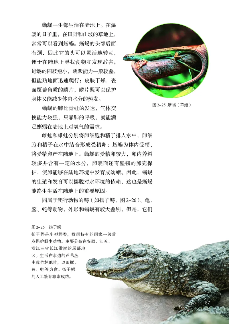 人教版7年级生物上册高清教材_4-教培资料-26年最新资料-同步更新_初中高中教资_03科三专项（进去保存报考的学科即可）_02科三专项（笔记真题思维导图教学设计版本二）