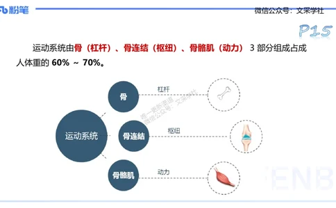25上理论精讲&mdash;运动解剖学2-陈晶晶_4-教培资料-26年最新资料-同步更新_初中高中教资_03科三专项（进去保存报考的学科即可）_初中_初中体育-通关资料包_3.课程FB系统班课程