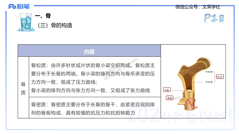 25上理论精讲&mdash;运动解剖学2-陈晶晶_4-教培资料-26年最新资料-同步更新_初中高中教资_03科三专项（进去保存报考的学科即可）_初中_初中体育-通关资料包_3.课程FB系统班课程