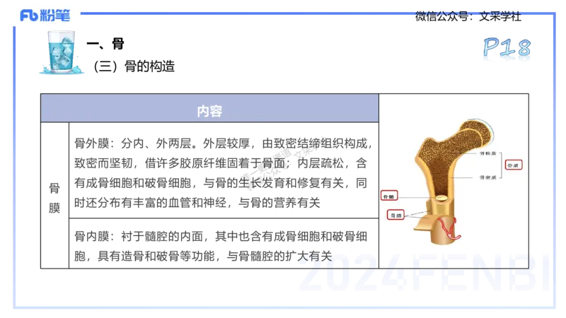 25上理论精讲&mdash;运动解剖学2-陈晶晶_4-教培资料-26年最新资料-同步更新_初中高中教资_03科三专项（进去保存报考的学科即可）_初中_初中体育-通关资料包_3.课程FB系统班课程