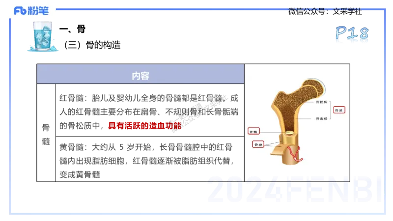 25上理论精讲&mdash;运动解剖学2-陈晶晶_4-教培资料-26年最新资料-同步更新_初中高中教资_03科三专项（进去保存报考的学科即可）_初中_初中体育-通关资料包_3.课程FB系统班课程