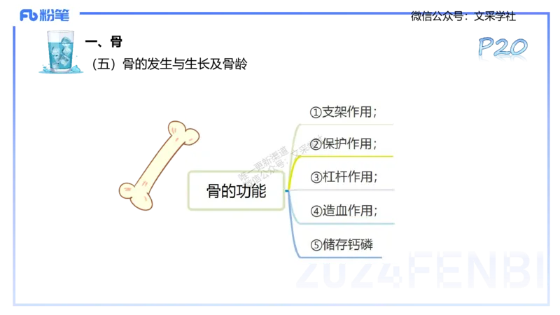 25上理论精讲&mdash;运动解剖学2-陈晶晶_4-教培资料-26年最新资料-同步更新_初中高中教资_03科三专项（进去保存报考的学科即可）_初中_初中体育-通关资料包_3.课程FB系统班课程