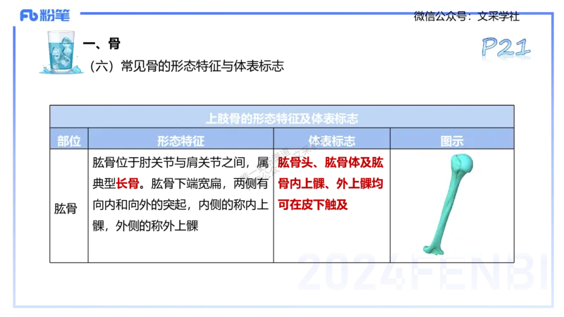 25上理论精讲&mdash;运动解剖学2-陈晶晶_4-教培资料-26年最新资料-同步更新_初中高中教资_03科三专项（进去保存报考的学科即可）_初中_初中体育-通关资料包_3.课程FB系统班课程