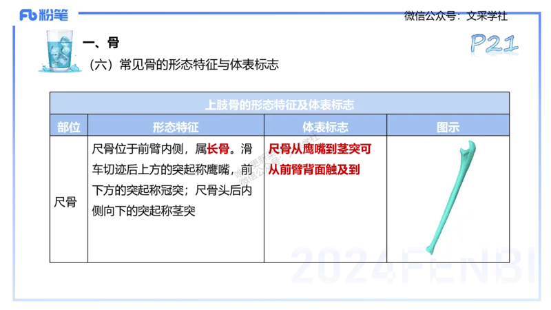 25上理论精讲&mdash;运动解剖学2-陈晶晶_4-教培资料-26年最新资料-同步更新_初中高中教资_03科三专项（进去保存报考的学科即可）_初中_初中体育-通关资料包_3.课程FB系统班课程