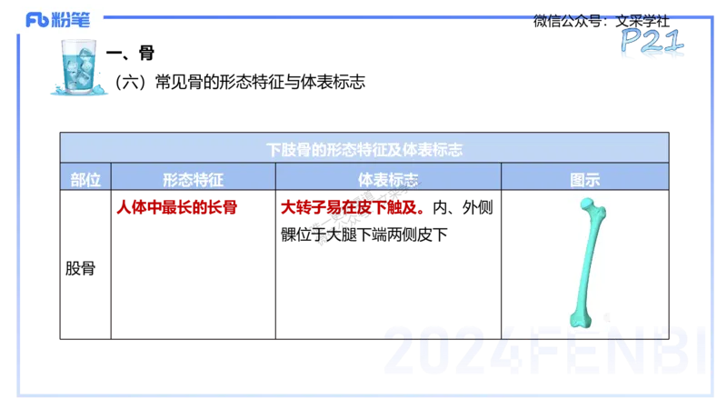 25上理论精讲&mdash;运动解剖学2-陈晶晶_4-教培资料-26年最新资料-同步更新_初中高中教资_03科三专项（进去保存报考的学科即可）_初中_初中体育-通关资料包_3.课程FB系统班课程