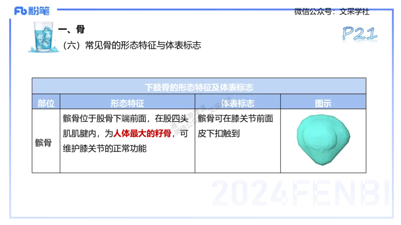 25上理论精讲&mdash;运动解剖学2-陈晶晶_4-教培资料-26年最新资料-同步更新_初中高中教资_03科三专项（进去保存报考的学科即可）_初中_初中体育-通关资料包_3.课程FB系统班课程