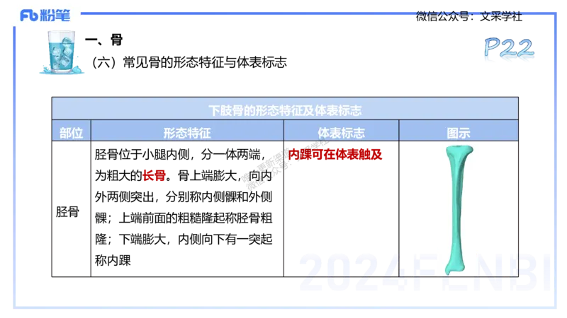 25上理论精讲&mdash;运动解剖学2-陈晶晶_4-教培资料-26年最新资料-同步更新_初中高中教资_03科三专项（进去保存报考的学科即可）_初中_初中体育-通关资料包_3.课程FB系统班课程