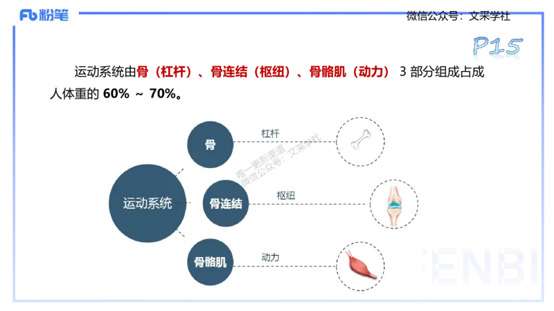 25上理论精讲&mdash;运动解剖学2-陈晶晶_4-教培资料-26年最新资料-同步更新_初中高中教资_03科三专项（进去保存报考的学科即可）_初中_初中体育-通关资料包_3.课程FB系统班课程