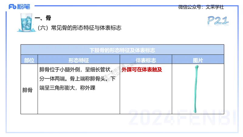 25上理论精讲&mdash;运动解剖学2-陈晶晶_4-教培资料-26年最新资料-同步更新_初中高中教资_03科三专项（进去保存报考的学科即可）_初中_初中体育-通关资料包_3.课程FB系统班课程