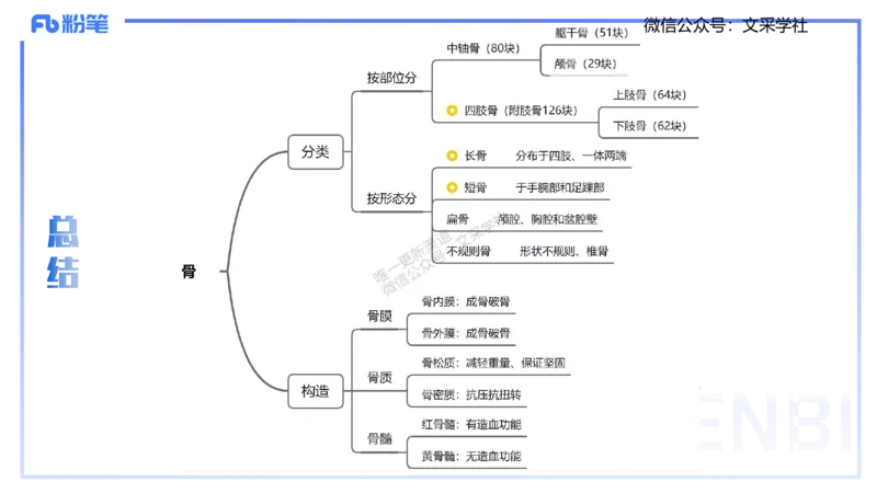 25上理论精讲&mdash;运动解剖学2-陈晶晶_4-教培资料-26年最新资料-同步更新_初中高中教资_03科三专项（进去保存报考的学科即可）_初中_初中体育-通关资料包_3.课程FB系统班课程