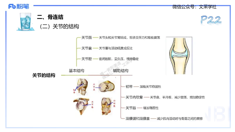 25上理论精讲&mdash;运动解剖学2-陈晶晶_4-教培资料-26年最新资料-同步更新_初中高中教资_03科三专项（进去保存报考的学科即可）_初中_初中体育-通关资料包_3.课程FB系统班课程