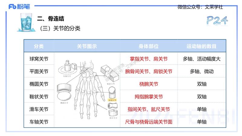 25上理论精讲&mdash;运动解剖学2-陈晶晶_4-教培资料-26年最新资料-同步更新_初中高中教资_03科三专项（进去保存报考的学科即可）_初中_初中体育-通关资料包_3.课程FB系统班课程