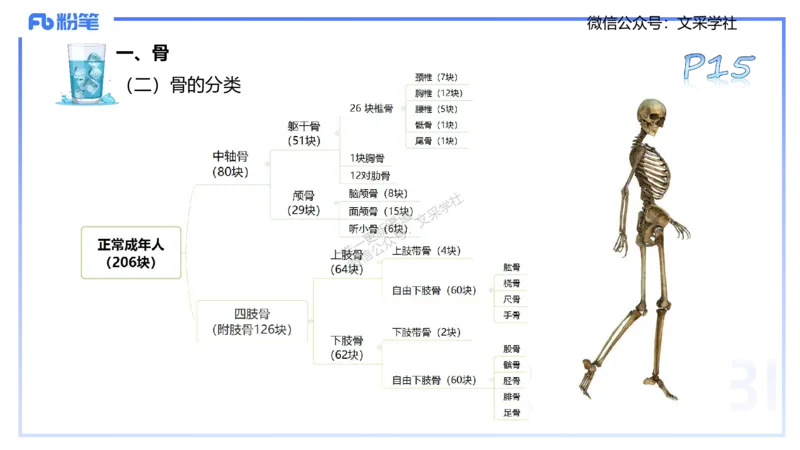25上理论精讲&mdash;运动解剖学2-陈晶晶_4-教培资料-26年最新资料-同步更新_初中高中教资_03科三专项（进去保存报考的学科即可）_初中_初中体育-通关资料包_3.课程FB系统班课程