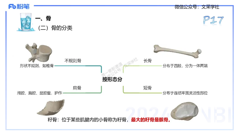 25上理论精讲&mdash;运动解剖学2-陈晶晶_4-教培资料-26年最新资料-同步更新_初中高中教资_03科三专项（进去保存报考的学科即可）_初中_初中体育-通关资料包_3.课程FB系统班课程
