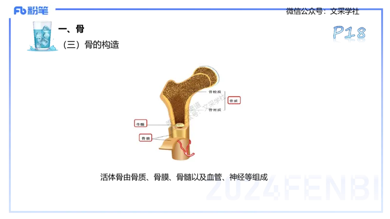 25上理论精讲&mdash;运动解剖学2-陈晶晶_4-教培资料-26年最新资料-同步更新_初中高中教资_03科三专项（进去保存报考的学科即可）_初中_初中体育-通关资料包_3.课程FB系统班课程