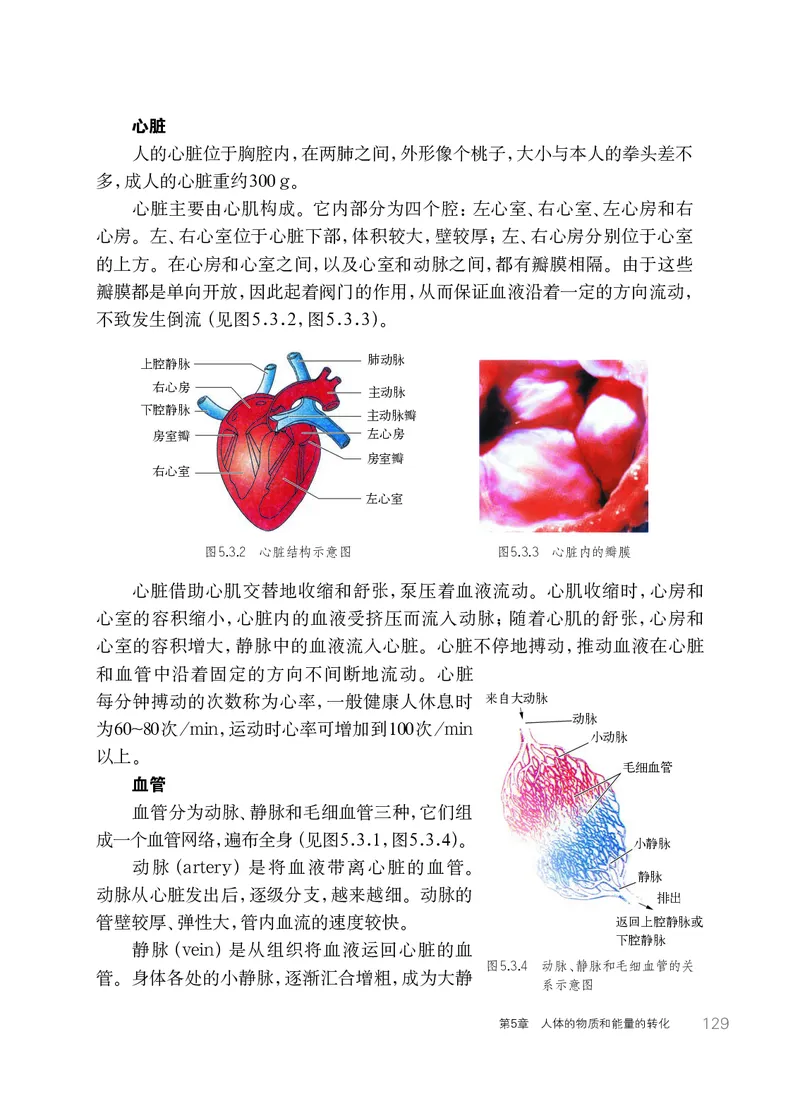 华师大8年级科学上册高清教材_4-教培资料-26年最新资料-同步更新_初中高中教资_03科三专项（进去保存报考的学科即可）_02科三专项（笔记真题思维导图教学设计版本二）