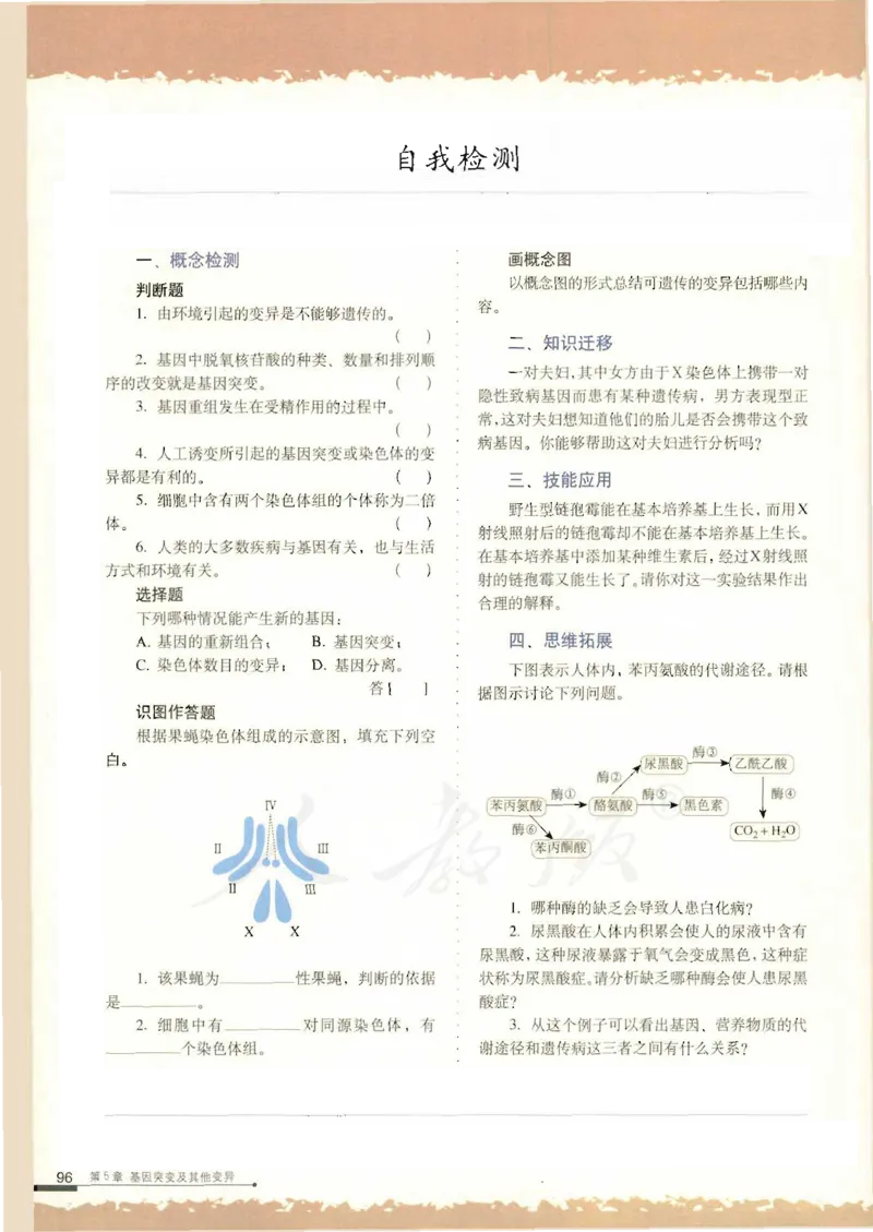 人教版高中生物必修2遗传与进化课本_4-教培资料-26年最新资料-同步更新_初中高中教资_03科三专项（进去保存报考的学科即可）_02科三专项（笔记真题思维导图教学设计版本二）