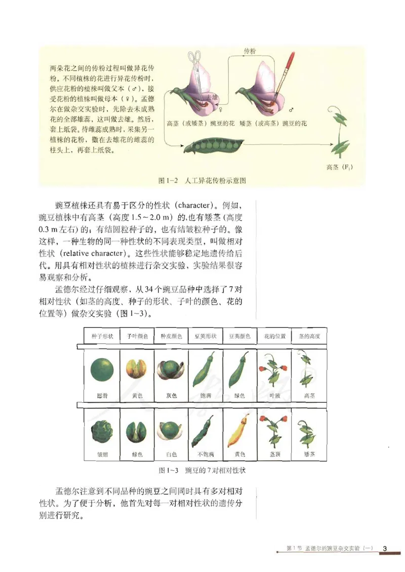 人教版高中生物必修2遗传与进化课本_4-教培资料-26年最新资料-同步更新_初中高中教资_03科三专项（进去保存报考的学科即可）_02科三专项（笔记真题思维导图教学设计版本二）