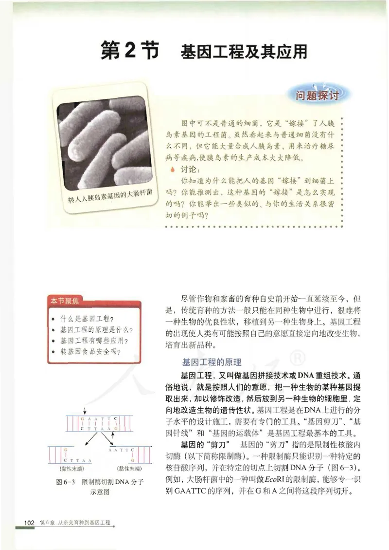 人教版高中生物必修2遗传与进化课本_4-教培资料-26年最新资料-同步更新_初中高中教资_03科三专项（进去保存报考的学科即可）_02科三专项（笔记真题思维导图教学设计版本二）