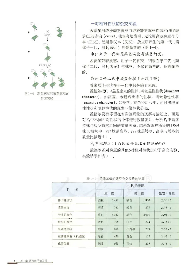 人教版高中生物必修2遗传与进化课本_4-教培资料-26年最新资料-同步更新_初中高中教资_03科三专项（进去保存报考的学科即可）_02科三专项（笔记真题思维导图教学设计版本二）