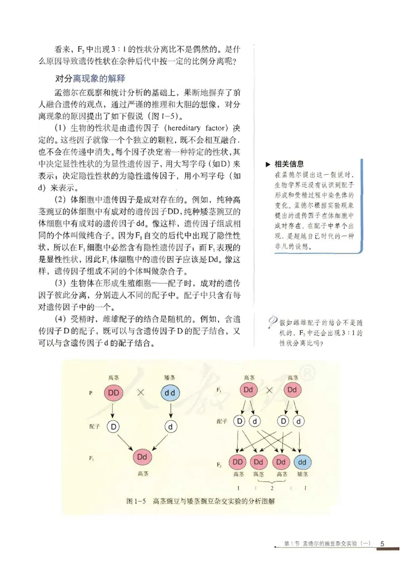 人教版高中生物必修2遗传与进化课本_4-教培资料-26年最新资料-同步更新_初中高中教资_03科三专项（进去保存报考的学科即可）_02科三专项（笔记真题思维导图教学设计版本二）