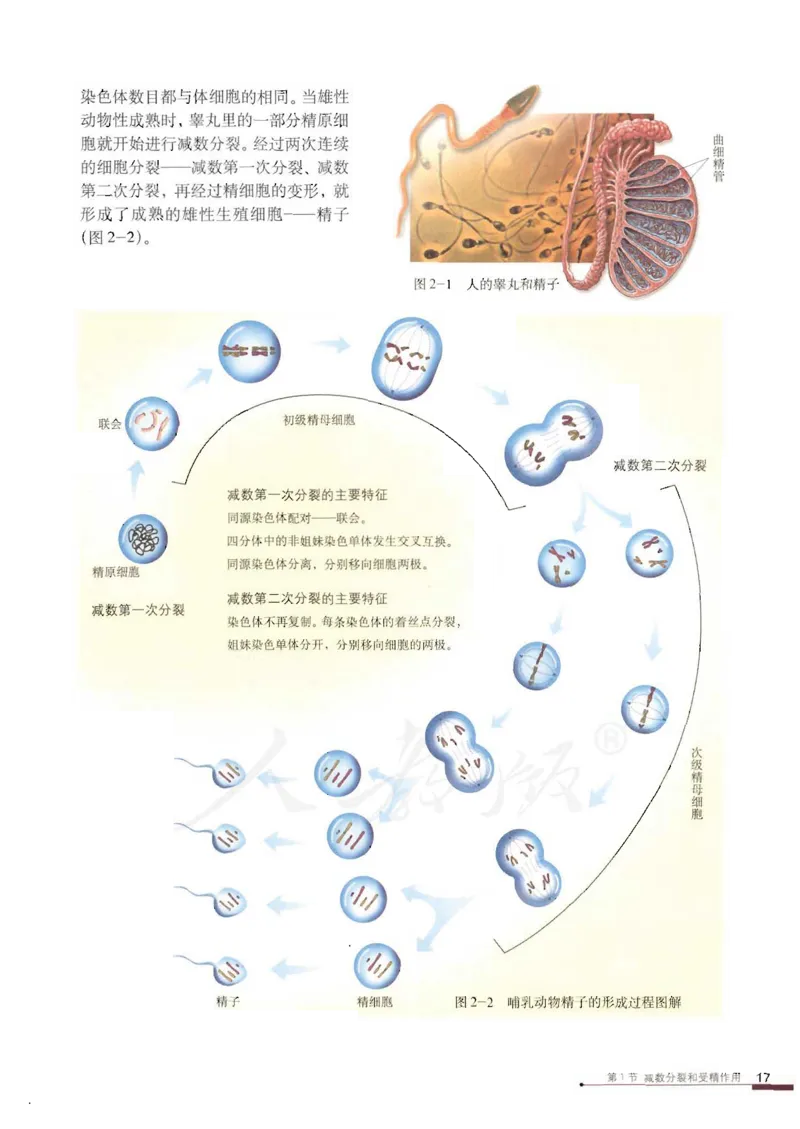 人教版高中生物必修2遗传与进化课本_4-教培资料-26年最新资料-同步更新_初中高中教资_03科三专项（进去保存报考的学科即可）_02科三专项（笔记真题思维导图教学设计版本二）