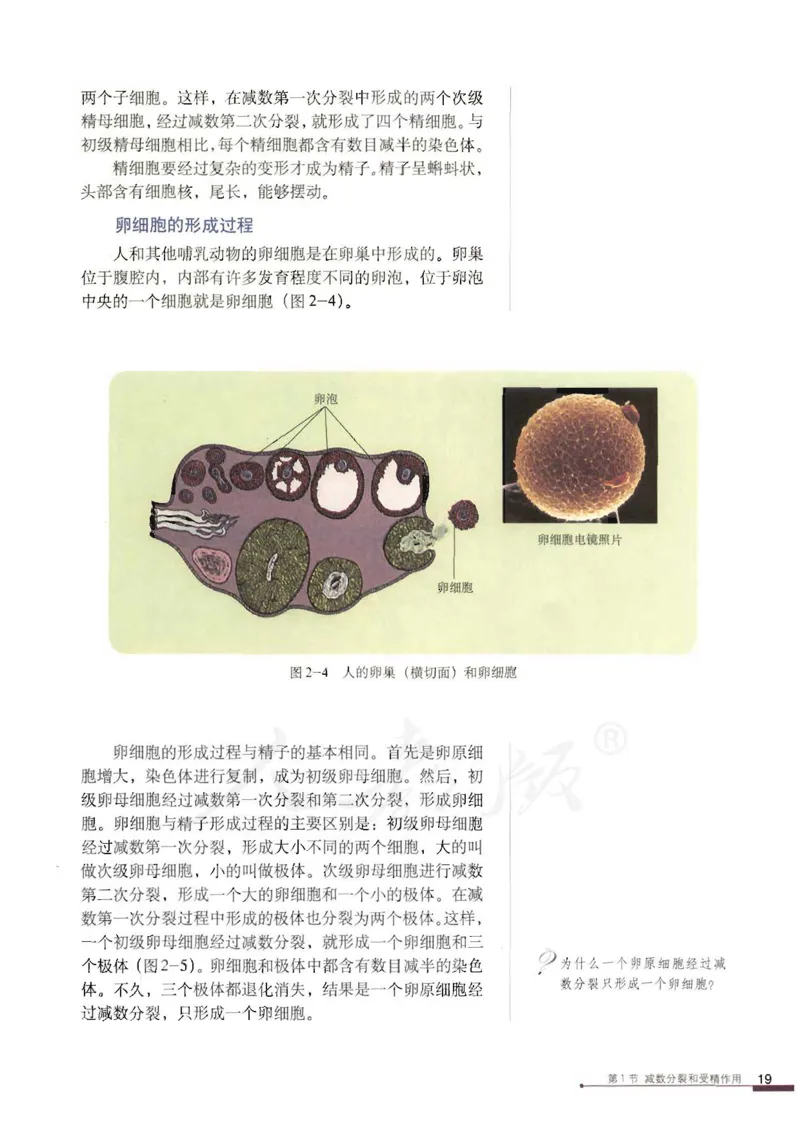 人教版高中生物必修2遗传与进化课本_4-教培资料-26年最新资料-同步更新_初中高中教资_03科三专项（进去保存报考的学科即可）_02科三专项（笔记真题思维导图教学设计版本二）