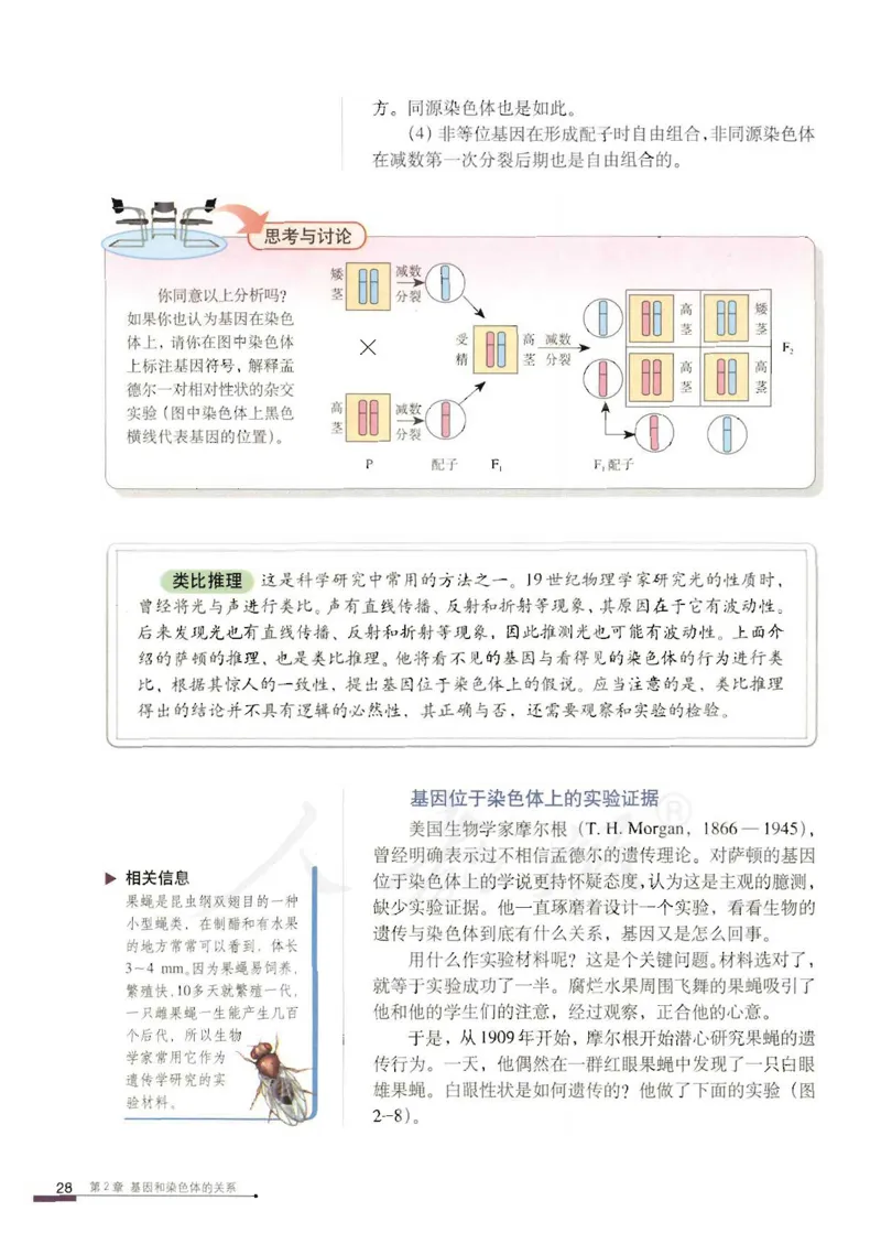 人教版高中生物必修2遗传与进化课本_4-教培资料-26年最新资料-同步更新_初中高中教资_03科三专项（进去保存报考的学科即可）_02科三专项（笔记真题思维导图教学设计版本二）