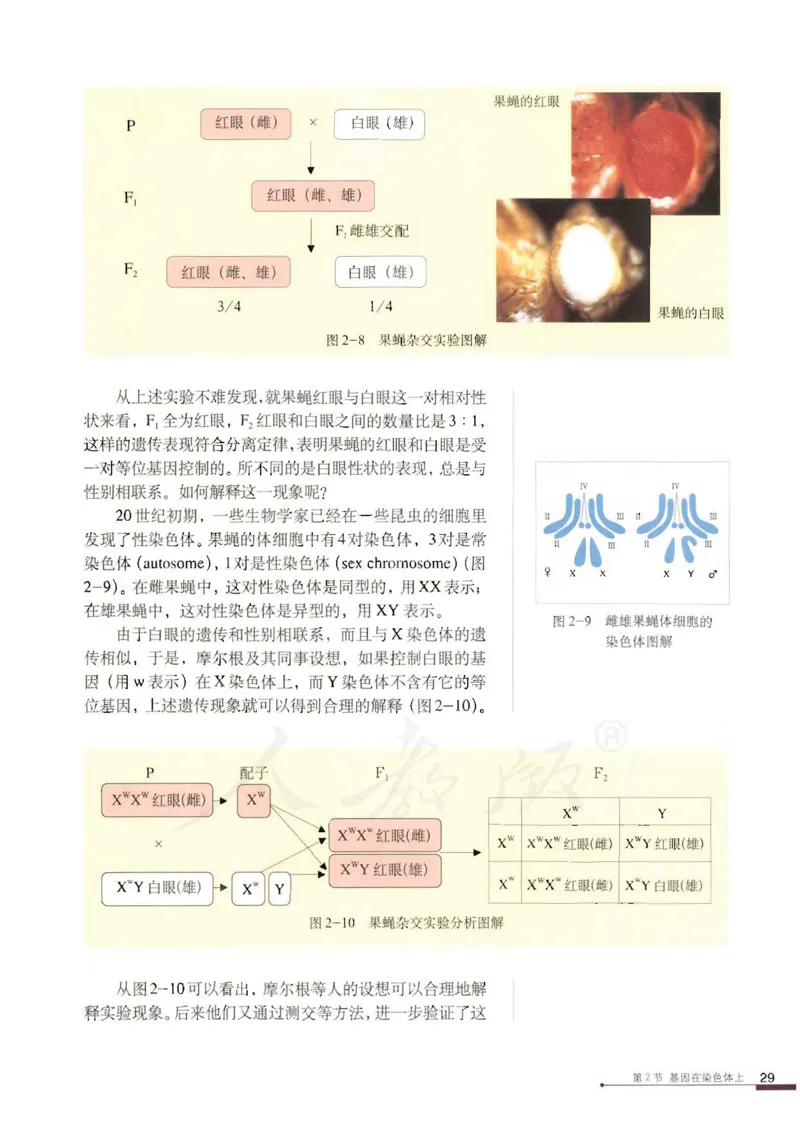 人教版高中生物必修2遗传与进化课本_4-教培资料-26年最新资料-同步更新_初中高中教资_03科三专项（进去保存报考的学科即可）_02科三专项（笔记真题思维导图教学设计版本二）