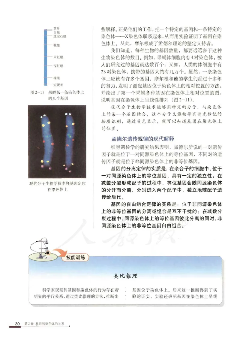 人教版高中生物必修2遗传与进化课本_4-教培资料-26年最新资料-同步更新_初中高中教资_03科三专项（进去保存报考的学科即可）_02科三专项（笔记真题思维导图教学设计版本二）