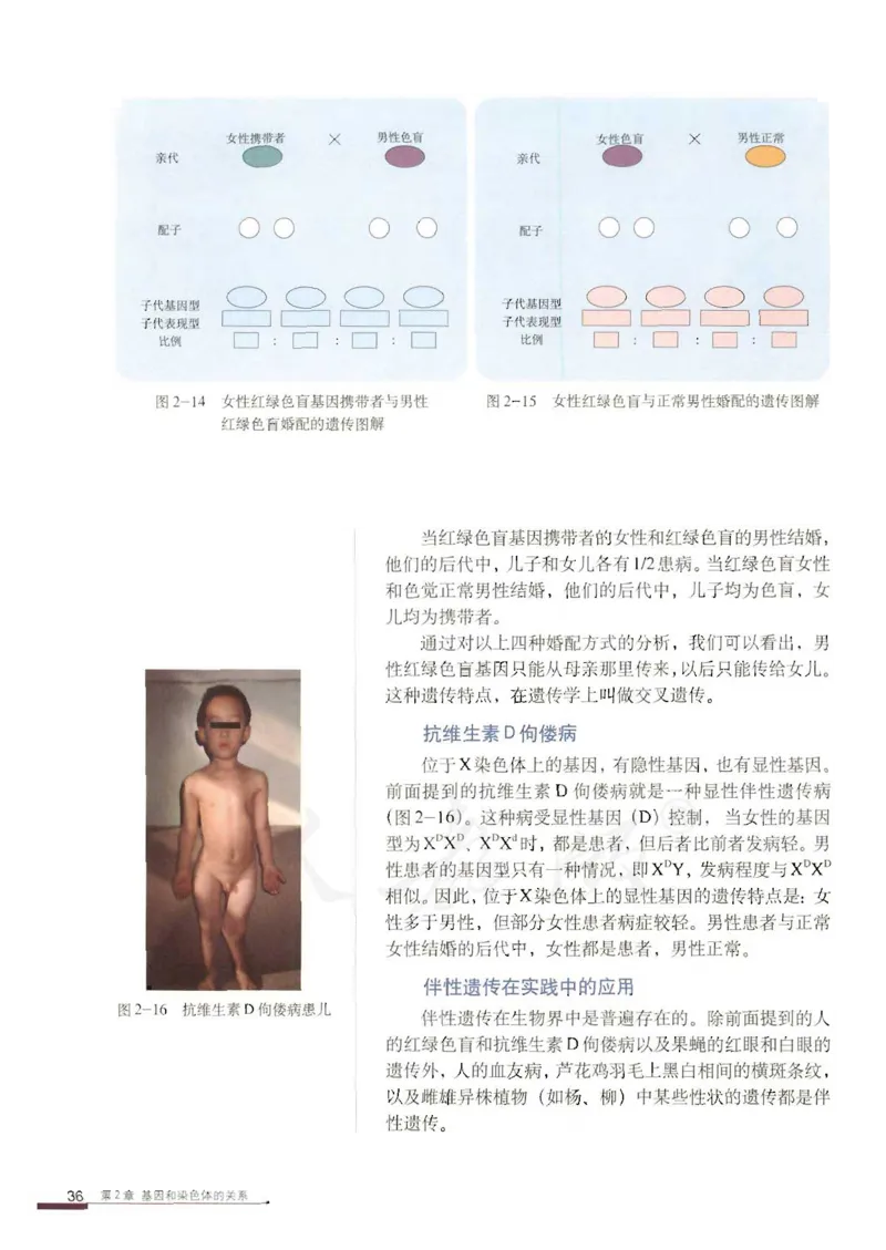 人教版高中生物必修2遗传与进化课本_4-教培资料-26年最新资料-同步更新_初中高中教资_03科三专项（进去保存报考的学科即可）_02科三专项（笔记真题思维导图教学设计版本二）