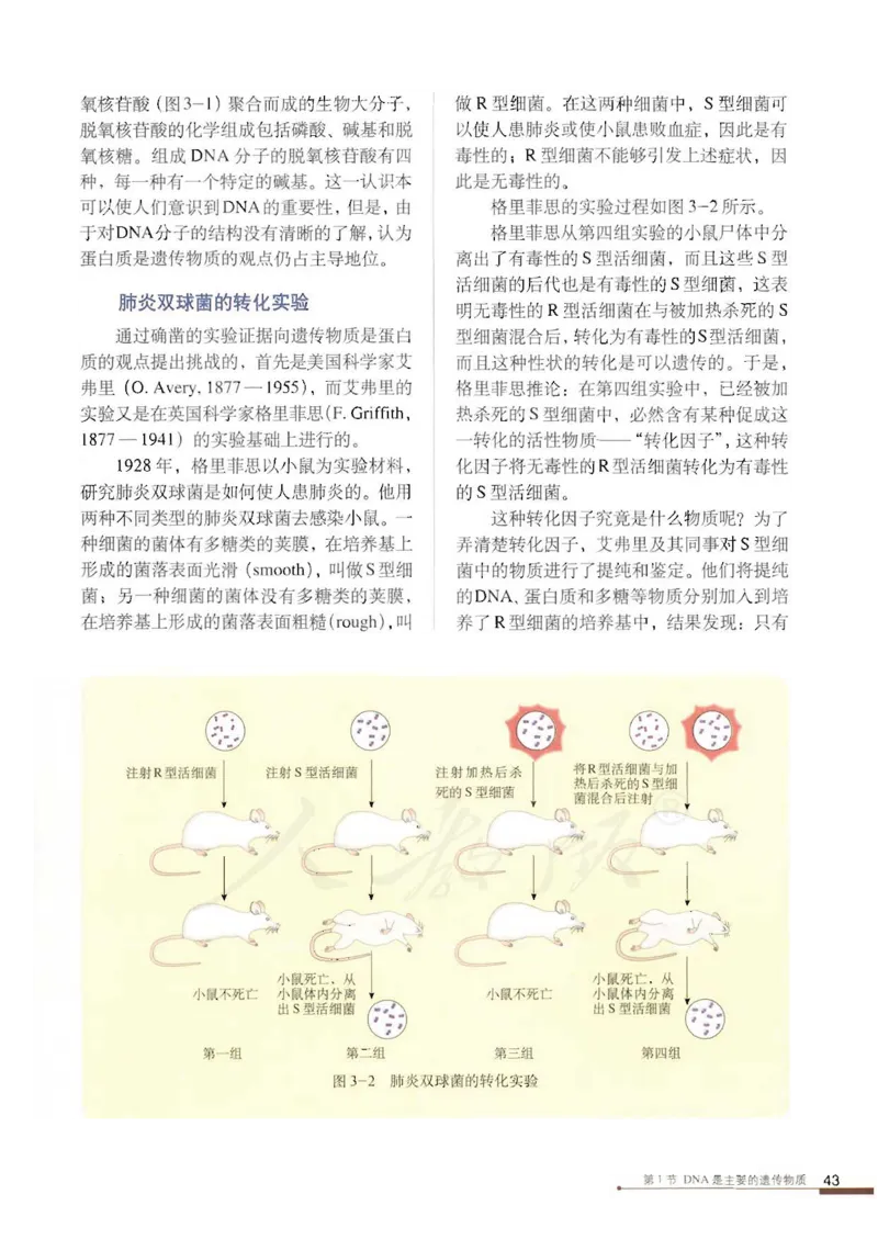 人教版高中生物必修2遗传与进化课本_4-教培资料-26年最新资料-同步更新_初中高中教资_03科三专项（进去保存报考的学科即可）_02科三专项（笔记真题思维导图教学设计版本二）