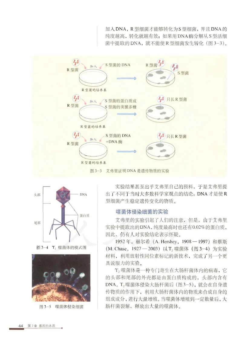 人教版高中生物必修2遗传与进化课本_4-教培资料-26年最新资料-同步更新_初中高中教资_03科三专项（进去保存报考的学科即可）_02科三专项（笔记真题思维导图教学设计版本二）
