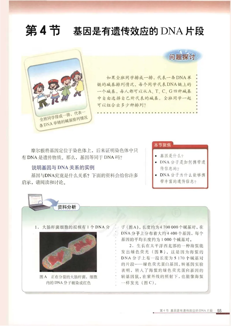 人教版高中生物必修2遗传与进化课本_4-教培资料-26年最新资料-同步更新_初中高中教资_03科三专项（进去保存报考的学科即可）_02科三专项（笔记真题思维导图教学设计版本二）