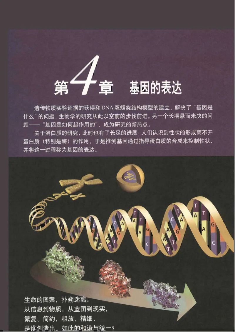 人教版高中生物必修2遗传与进化课本_4-教培资料-26年最新资料-同步更新_初中高中教资_03科三专项（进去保存报考的学科即可）_02科三专项（笔记真题思维导图教学设计版本二）