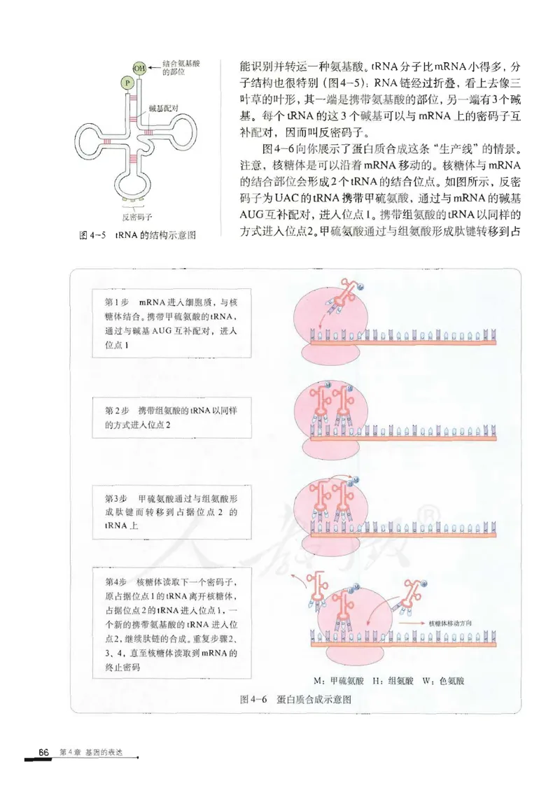 人教版高中生物必修2遗传与进化课本_4-教培资料-26年最新资料-同步更新_初中高中教资_03科三专项（进去保存报考的学科即可）_02科三专项（笔记真题思维导图教学设计版本二）