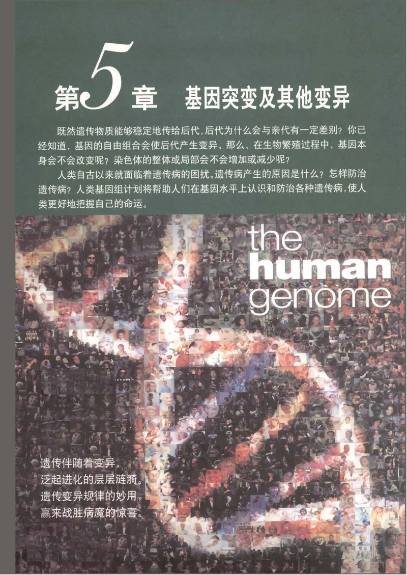 人教版高中生物必修2遗传与进化课本_4-教培资料-26年最新资料-同步更新_初中高中教资_03科三专项（进去保存报考的学科即可）_02科三专项（笔记真题思维导图教学设计版本二）