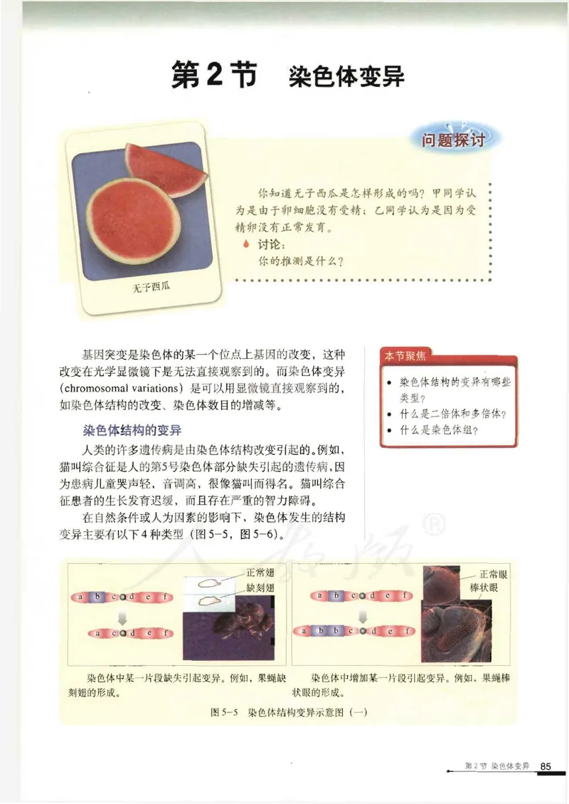 人教版高中生物必修2遗传与进化课本_4-教培资料-26年最新资料-同步更新_初中高中教资_03科三专项（进去保存报考的学科即可）_02科三专项（笔记真题思维导图教学设计版本二）