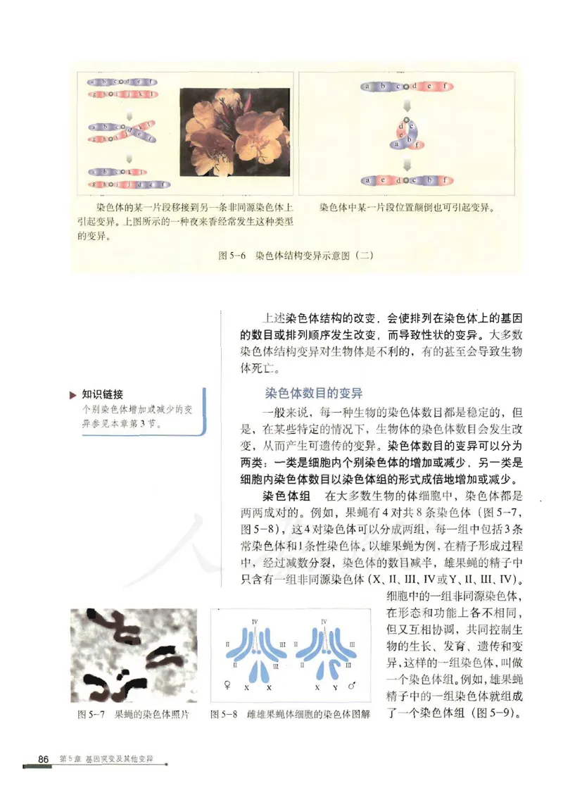 人教版高中生物必修2遗传与进化课本_4-教培资料-26年最新资料-同步更新_初中高中教资_03科三专项（进去保存报考的学科即可）_02科三专项（笔记真题思维导图教学设计版本二）