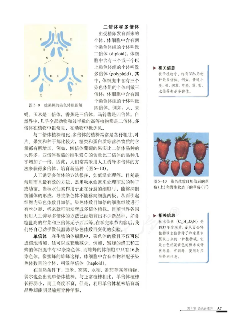 人教版高中生物必修2遗传与进化课本_4-教培资料-26年最新资料-同步更新_初中高中教资_03科三专项（进去保存报考的学科即可）_02科三专项（笔记真题思维导图教学设计版本二）