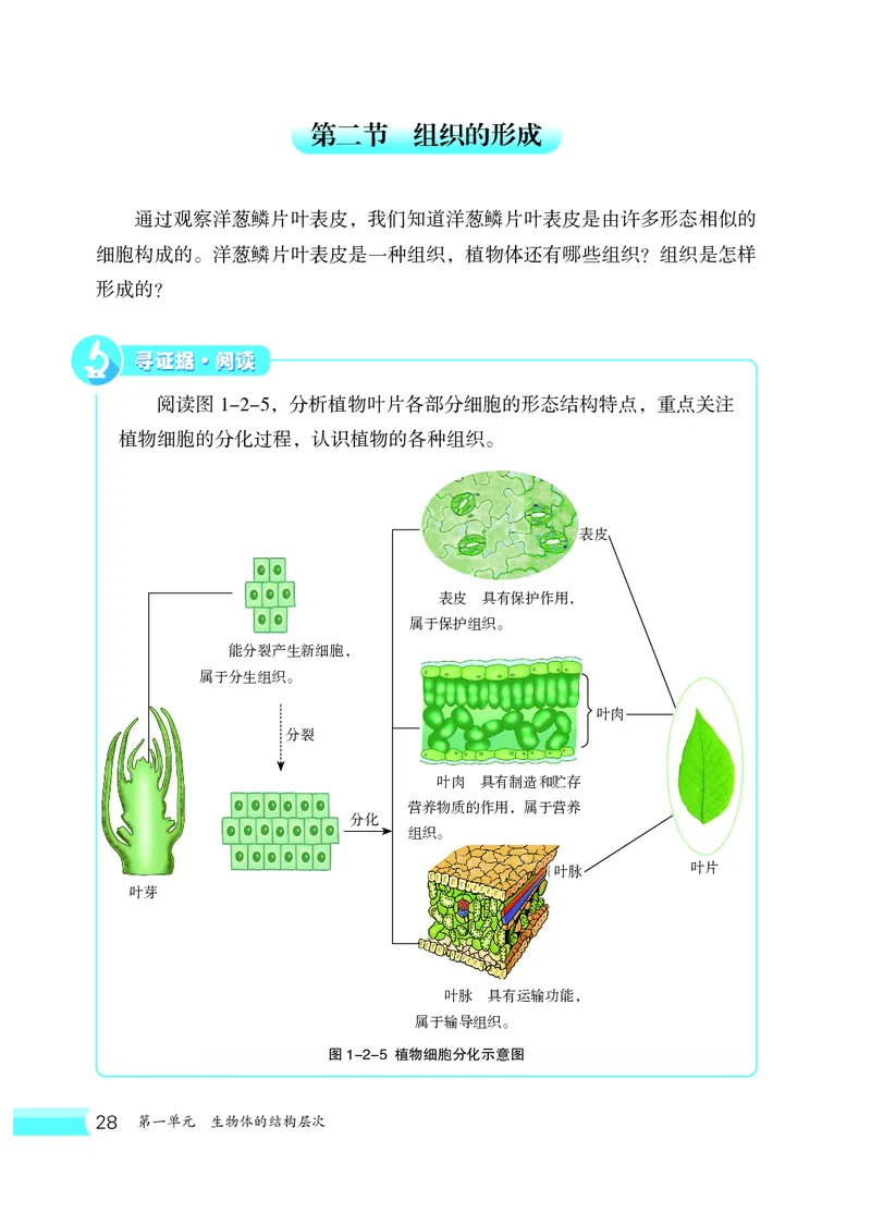 冀少版7年级生物上册高清教材_4-教培资料-26年最新资料-同步更新_初中高中教资_03科三专项（进去保存报考的学科即可）_02科三专项（笔记真题思维导图教学设计版本二）