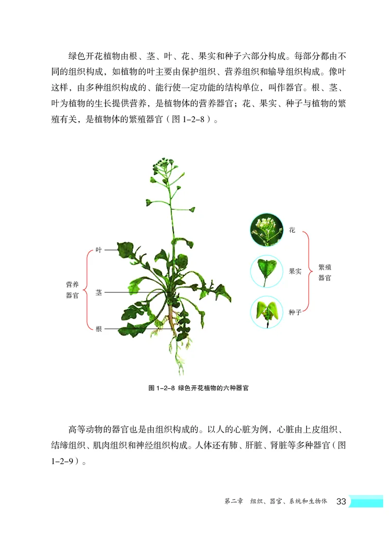 冀少版7年级生物上册高清教材_4-教培资料-26年最新资料-同步更新_初中高中教资_03科三专项（进去保存报考的学科即可）_02科三专项（笔记真题思维导图教学设计版本二）