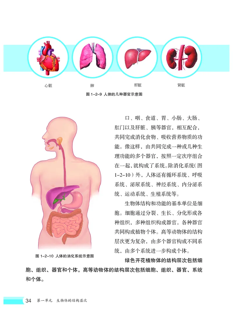 冀少版7年级生物上册高清教材_4-教培资料-26年最新资料-同步更新_初中高中教资_03科三专项（进去保存报考的学科即可）_02科三专项（笔记真题思维导图教学设计版本二）