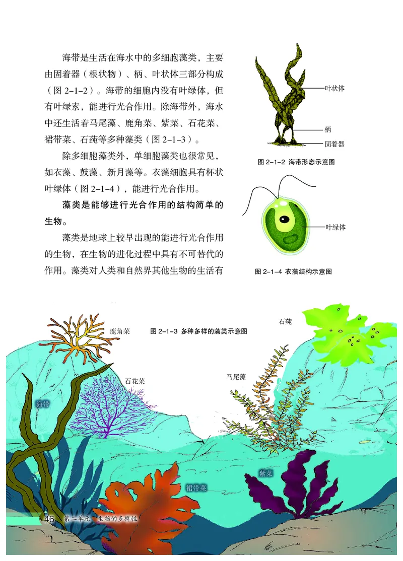 冀少版7年级生物上册高清教材_4-教培资料-26年最新资料-同步更新_初中高中教资_03科三专项（进去保存报考的学科即可）_02科三专项（笔记真题思维导图教学设计版本二）